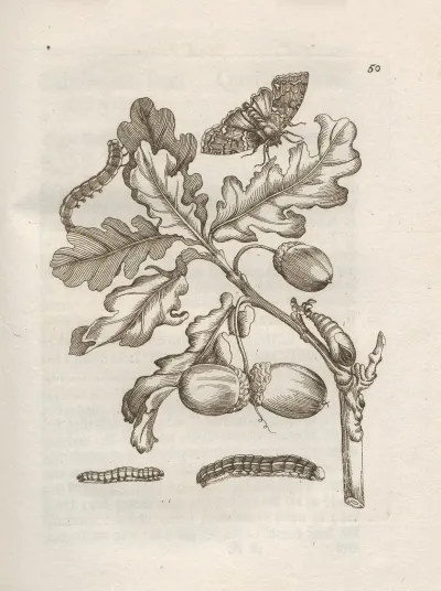 Der Raupen Wunderbare Verwandelung Und Sonderbare Blumen Nahrung Pl 051