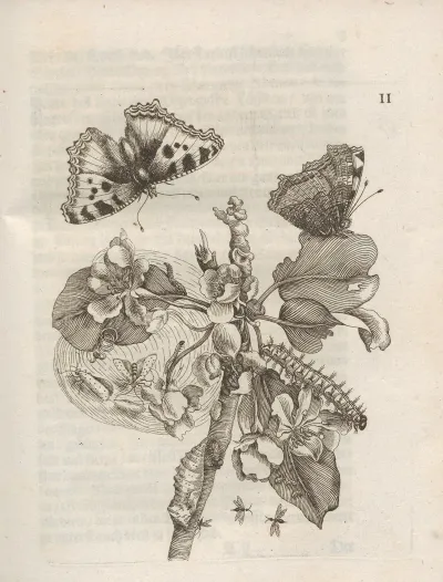 Der Raupen Wunderbare Verwandelung Und Sonderbare Blumen Nahrung Pl 053