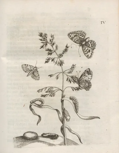 Der Raupen Wunderbare Verwandelung Und Sonderbare Blumen Nahrung Pl 055