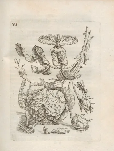Der Raupen Wunderbare Verwandelung Und Sonderbare Blumen Nahrung Pl 057