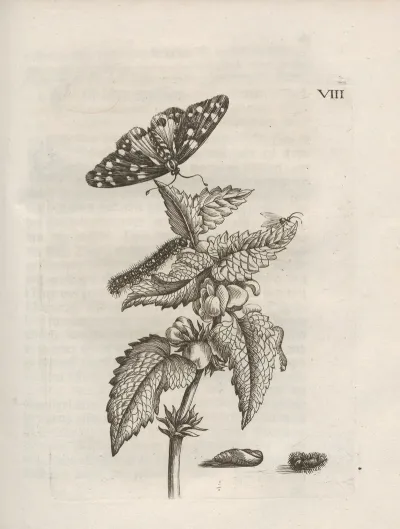 Der Raupen Wunderbare Verwandelung Und Sonderbare Blumen Nahrung Pl 059