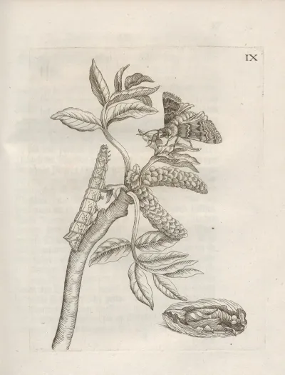 Der Raupen Wunderbare Verwandelung Und Sonderbare Blumen Nahrung Pl 060