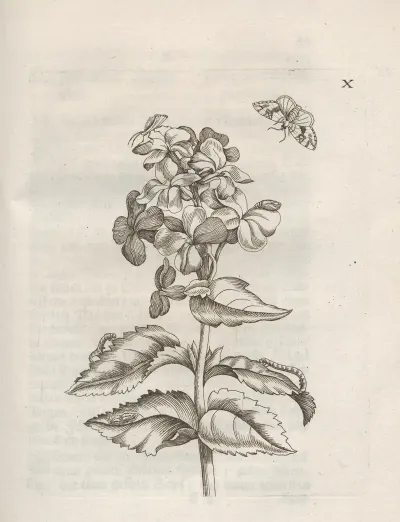 Der Raupen Wunderbare Verwandelung Und Sonderbare Blumen Nahrung Pl 061