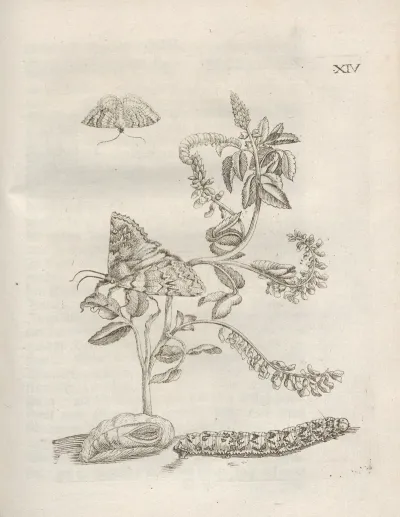 Der Raupen Wunderbare Verwandelung Und Sonderbare Blumen Nahrung Pl 065