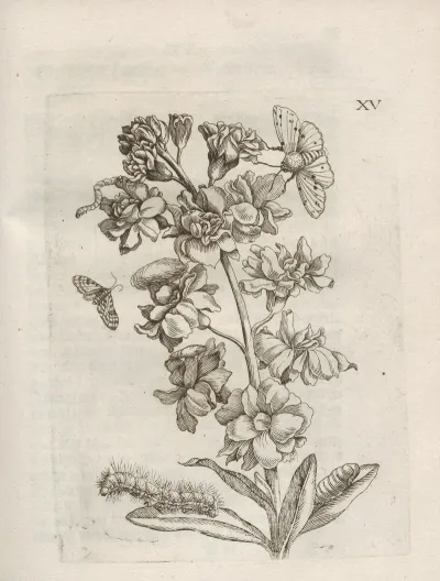 Der Raupen Wunderbare Verwandelung Und Sonderbare Blumen Nahrung Pl 066