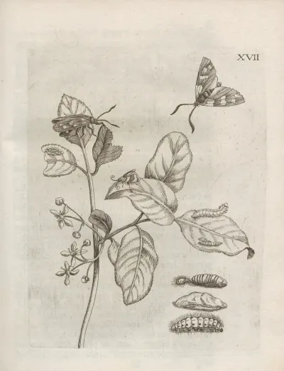Der Raupen Wunderbare Verwandelung Und Sonderbare Blumen Nahrung Pl 068