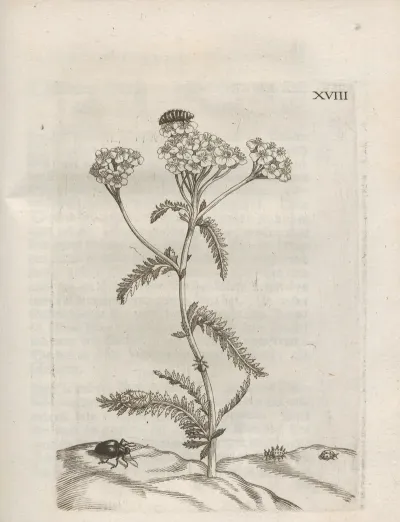 Der Raupen Wunderbare Verwandelung Und Sonderbare Blumen Nahrung Pl 069