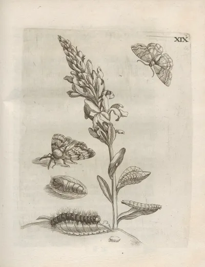 Der Raupen Wunderbare Verwandelung Und Sonderbare Blumen Nahrung Pl 070