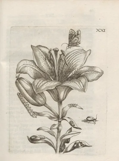 Der Raupen Wunderbare Verwandelung Und Sonderbare Blumen Nahrung Pl 072
