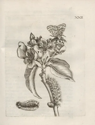 Der Raupen Wunderbare Verwandelung Und Sonderbare Blumen Nahrung Pl 073