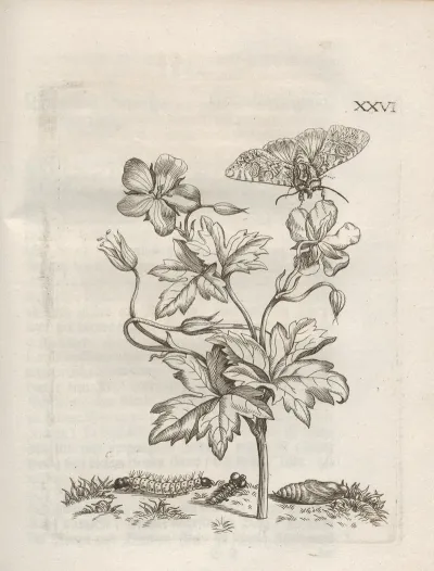 Der Raupen Wunderbare Verwandelung Und Sonderbare Blumen Nahrung Pl 077