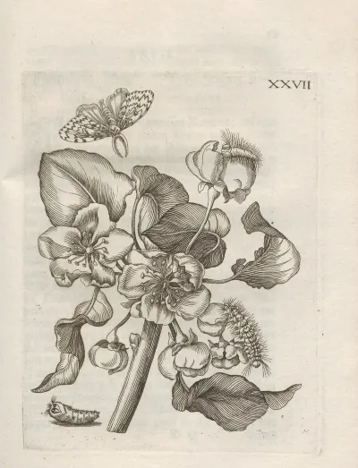 Der Raupen Wunderbare Verwandelung Und Sonderbare Blumen Nahrung Pl 078