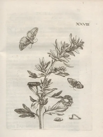 Der Raupen Wunderbare Verwandelung Und Sonderbare Blumen Nahrung Pl 079