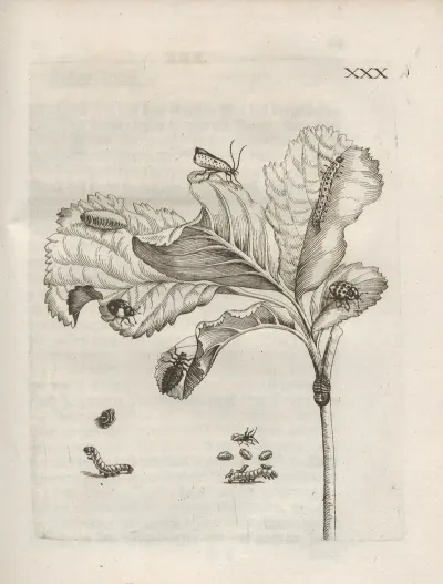 Der Raupen Wunderbare Verwandelung Und Sonderbare Blumen Nahrung Pl 081