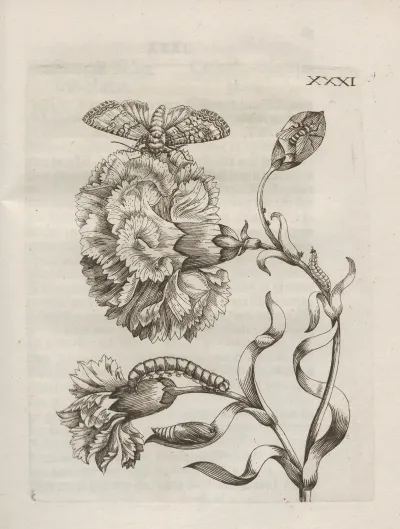 Der Raupen Wunderbare Verwandelung Und Sonderbare Blumen Nahrung Pl 082