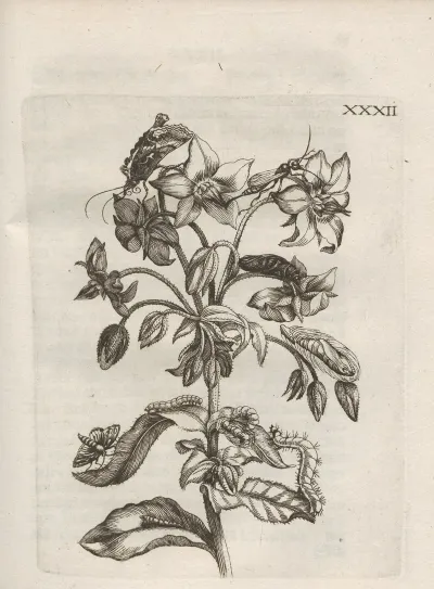 Der Raupen Wunderbare Verwandelung Und Sonderbare Blumen Nahrung Pl 083