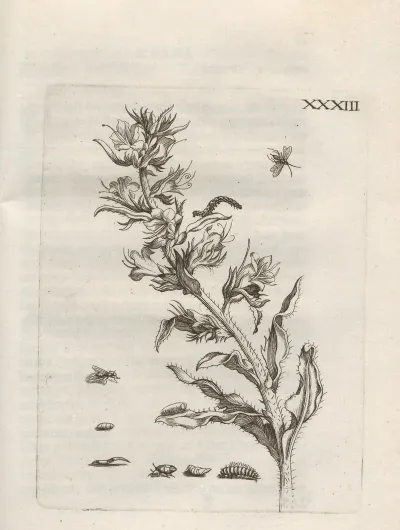 Der Raupen Wunderbare Verwandelung Und Sonderbare Blumen Nahrung Pl 084