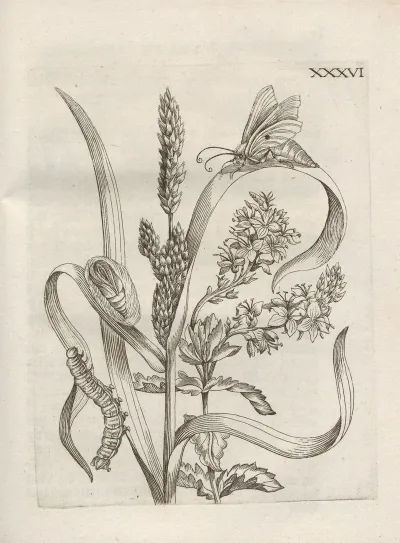 Der Raupen Wunderbare Verwandelung Und Sonderbare Blumen Nahrung Pl 087