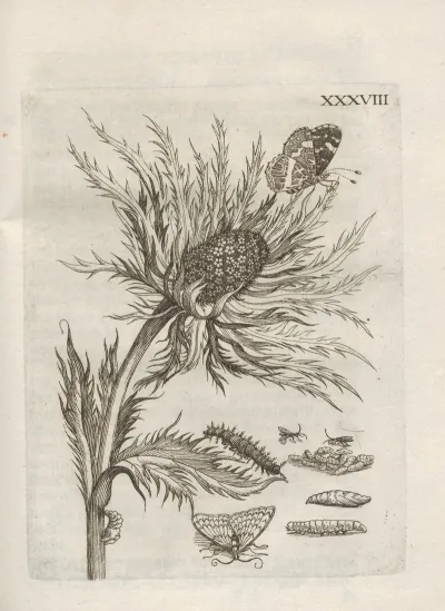 Der Raupen Wunderbare Verwandelung Und Sonderbare Blumen Nahrung Pl 089