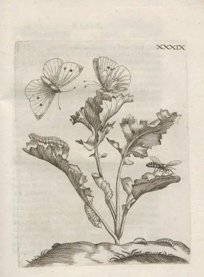 Der Raupen Wunderbare Verwandelung Und Sonderbare Blumen Nahrung Pl 090
