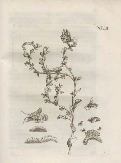 Der Raupen Wunderbare Verwandelung Und Sonderbare Blumen Nahrung Pl 094