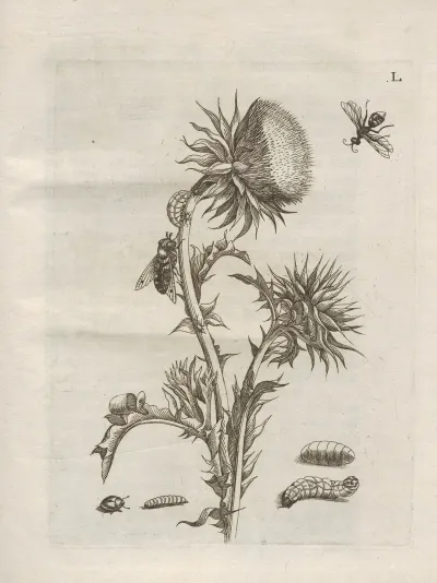 Der Raupen Wunderbare Verwandelung Und Sonderbare Blumen Nahrung Pl 101