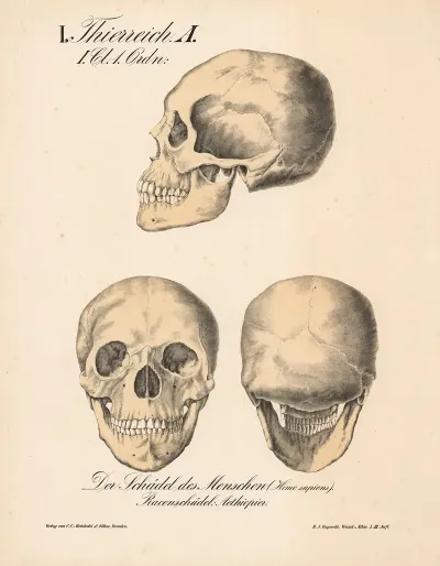 Der Schadel Des Menschen Homo Sapiens Racenschadel Aethiopier