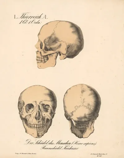 Der Schadel Des Menschen Homo Sapiens Racenschadel Kaukasier