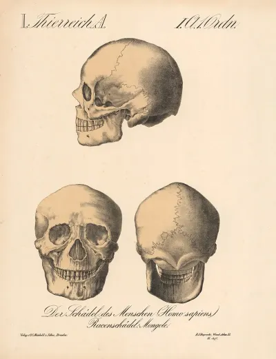 Der Schadel Des Menschen Homo Sapiens Racenschadell Mongole