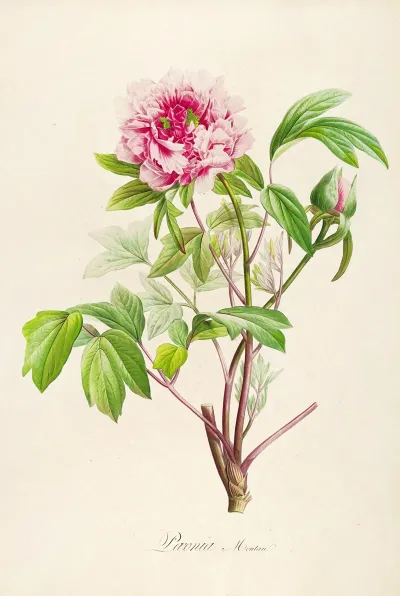 Description Des Plantes Rares Cultivees A Malmaison Et A Navarre Pl 01