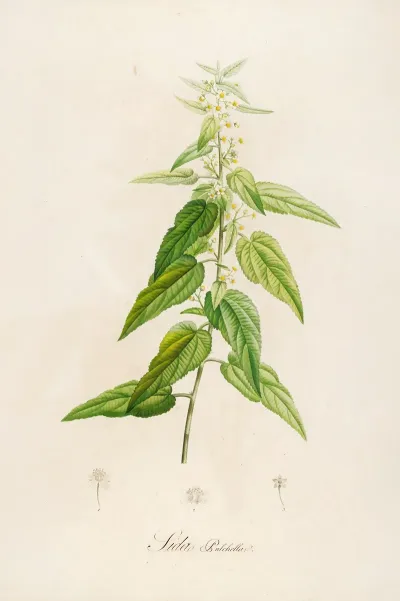 Description Des Plantes Rares Cultivees A Malmaison Et A Navarre Pl 02