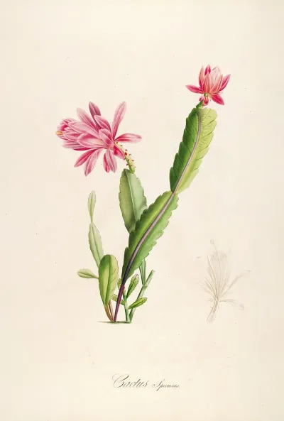 Description Des Plantes Rares Cultivees A Malmaison Et A Navarre Pl 03