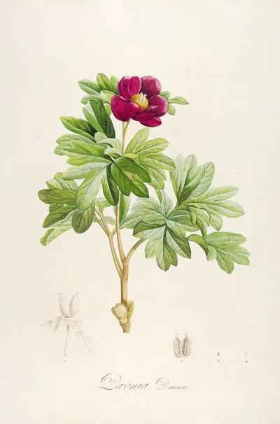 Description Des Plantes Rares Cultivees A Malmaison Et A Navarre Pl 09