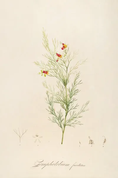 Description Des Plantes Rares Cultivees A Malmaison Et A Navarre Pl 11