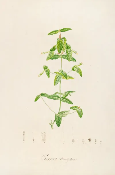 Description Des Plantes Rares Cultivees A Malmaison Et A Navarre Pl 12