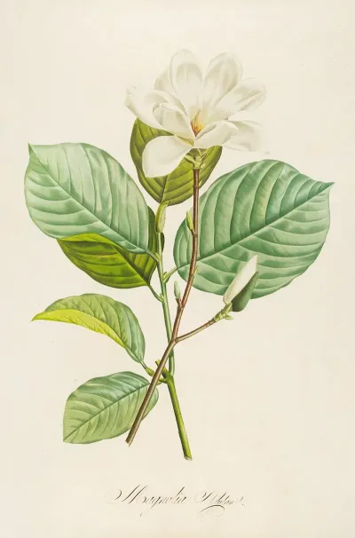 Description Des Plantes Rares Cultivees A Malmaison Et A Navarre Pl 20