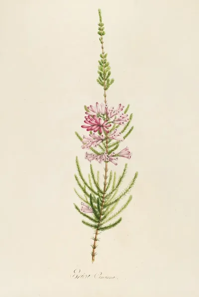 Description Des Plantes Rares Cultivees A Malmaison Et A Navarre Pl 22