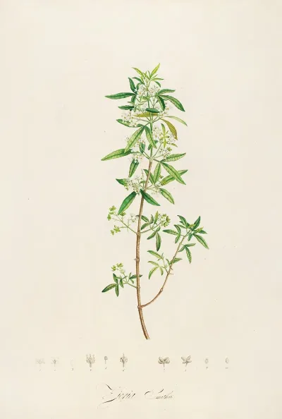 Description Des Plantes Rares Cultivees A Malmaison Et A Navarre Pl 24