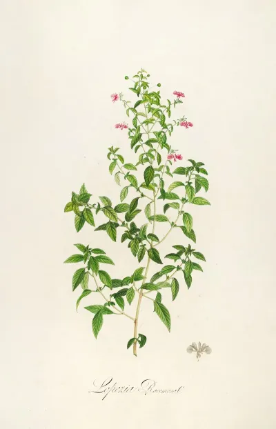 Description Des Plantes Rares Cultivees A Malmaison Et A Navarre Pl 25
