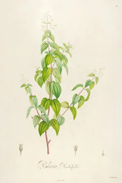 Description Des Plantes Rares Cultivees A Malmaison Et A Navarre Pl 26