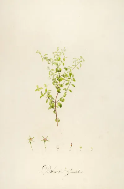 Description Des Plantes Rares Cultivees A Malmaison Et A Navarre Pl 27