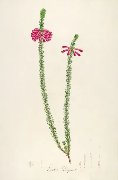 Description Des Plantes Rares Cultivees A Malmaison Et A Navarre Pl 28