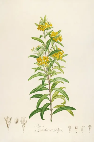 Description Des Plantes Rares Cultivees A Malmaison Et A Navarre Pl 30