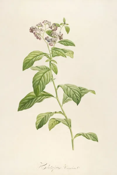 Description Des Plantes Rares Cultivees A Malmaison Et A Navarre Pl 32