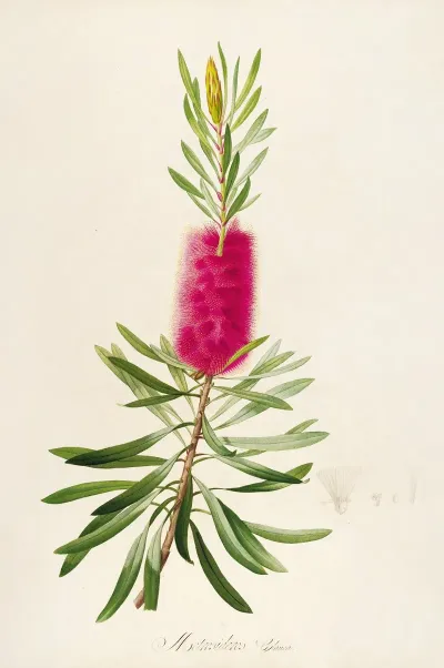 Description Des Plantes Rares Cultivees A Malmaison Et A Navarre Pl 34