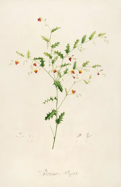 Description Des Plantes Rares Cultivees A Malmaison Et A Navarre Pl 35