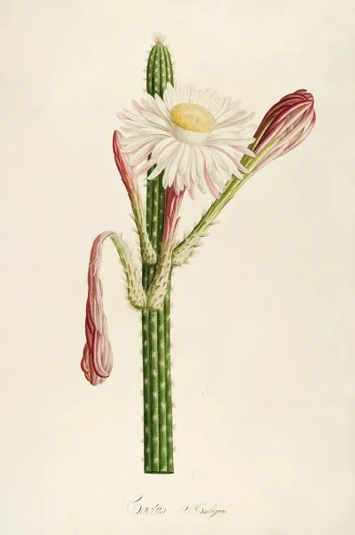 Description Des Plantes Rares Cultivees A Malmaison Et A Navarre Pl 36