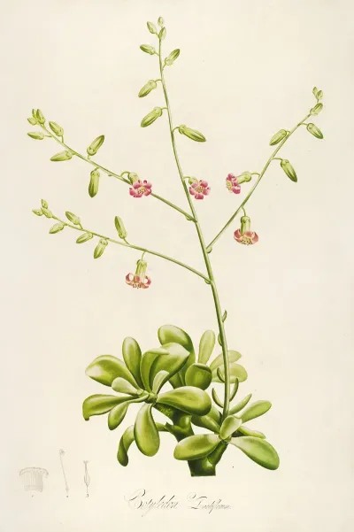 Description Des Plantes Rares Cultivees A Malmaison Et A Navarre Pl 37