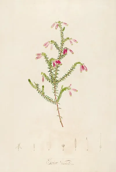 Description Des Plantes Rares Cultivees A Malmaison Et A Navarre Pl 38