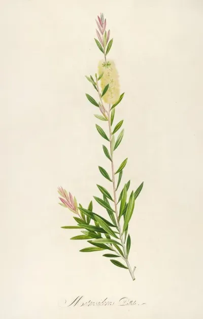 Description Des Plantes Rares Cultivees A Malmaison Et A Navarre Pl 41